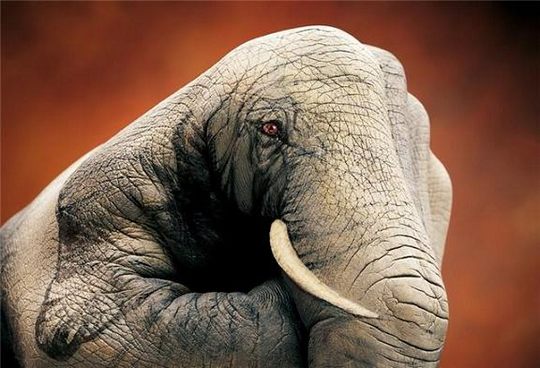 elephant_guido_daniele - eh